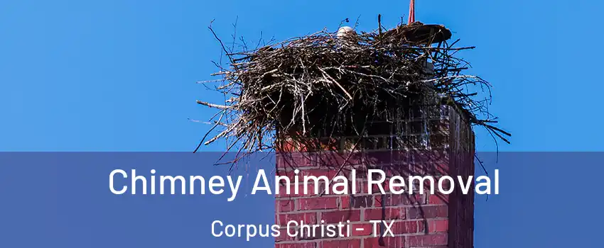  Chimney Animal Removal Corpus Christi - TX
