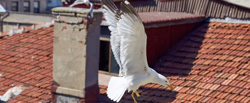 Residential Chimney Animal Removal Solution in Corpus Christi, TX